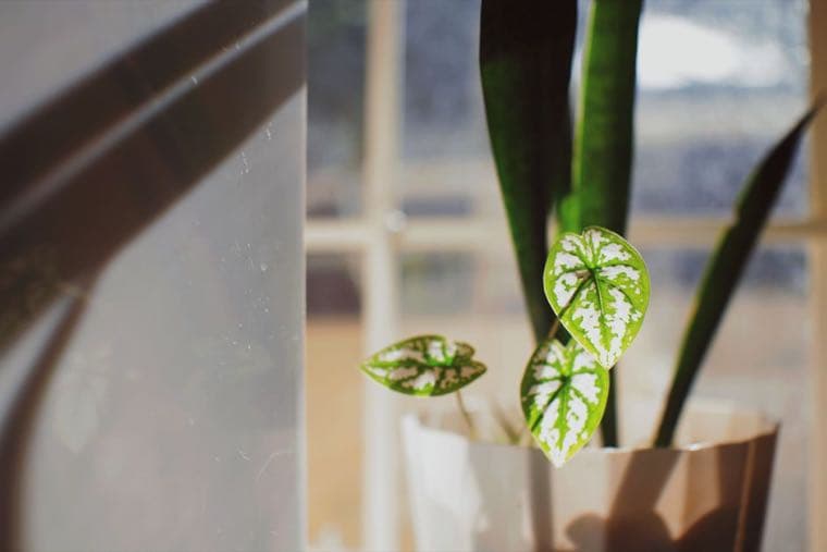 A small green plant growing from a jar of coins, suggesting a shift toward abundance