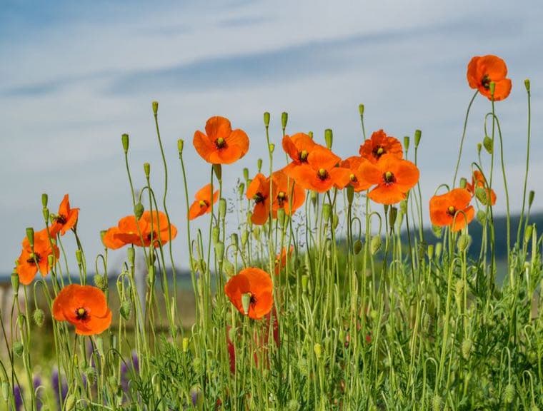 Tall Poppy Syndrome and Money in Australia